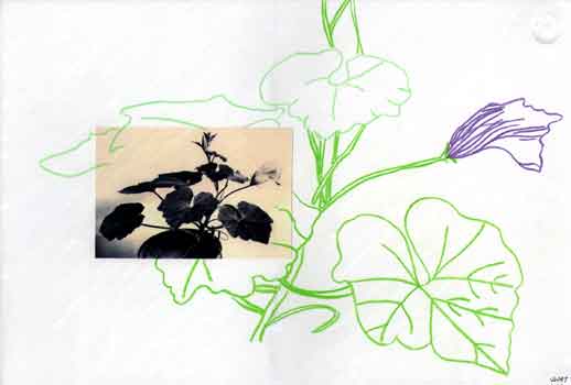 Purple Petunia