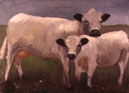 Two Swiss Cows
