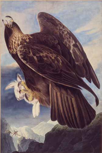 Golden Eagle