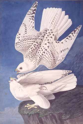 Gyrfalcon 1837
