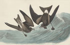 Leach's Storm Petrel